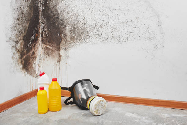 Best Health and Safety Mold Remediation in Monticello, IL