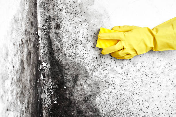 Best Crawl Space Mold Remediation in Monticello, IL