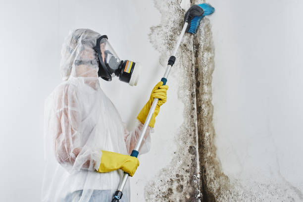 Best Preventive Mold Services in Monticello, IL