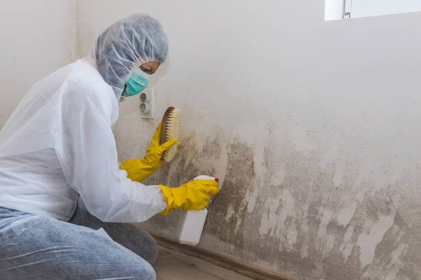 Best Industrial Mold Remediation in Monticello, IL