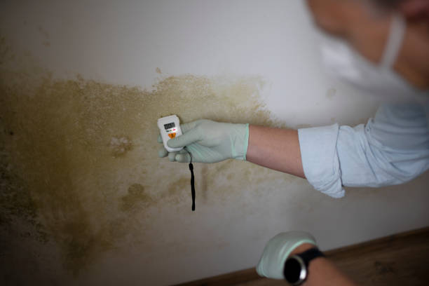 Best Mold Remediation for Schools in Monticello, IL