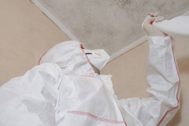Best Health and Safety Mold Remediation in Monticello, IL