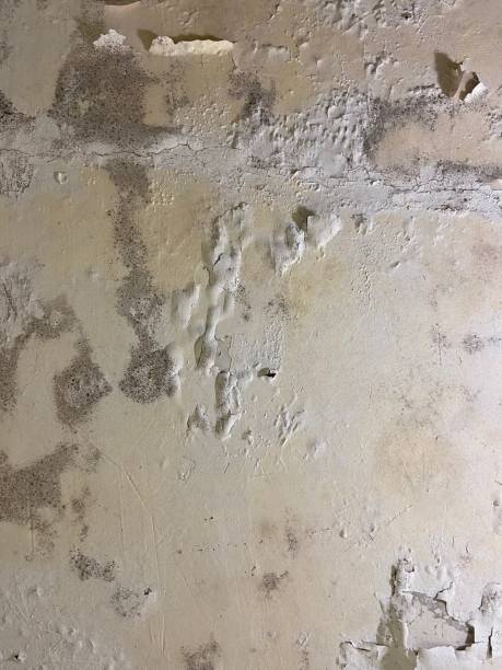 Best Bathroom Mold Remediation in Monticello, IL