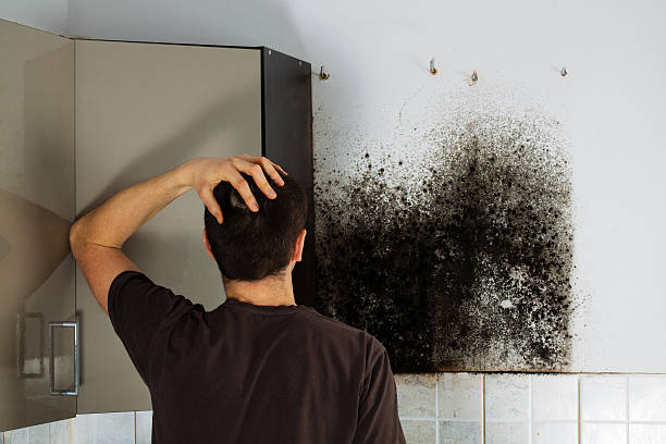 Best Basement Mold Remediation in Monticello, IL