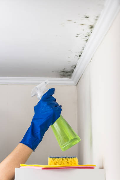 Best Commercial Mold Remediation in Monticello, IL