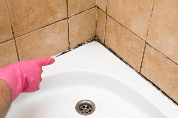 Best Insurance-Related Mold Remediation in Monticello, IL
